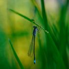 Libelle mit dem Diaplan 2.8 / 80mm fotografiert