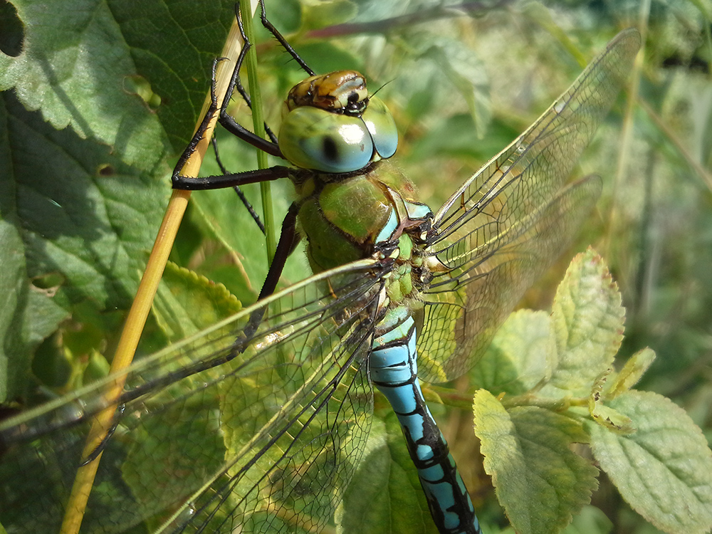 Libelle mit dem Handy! - interessant!