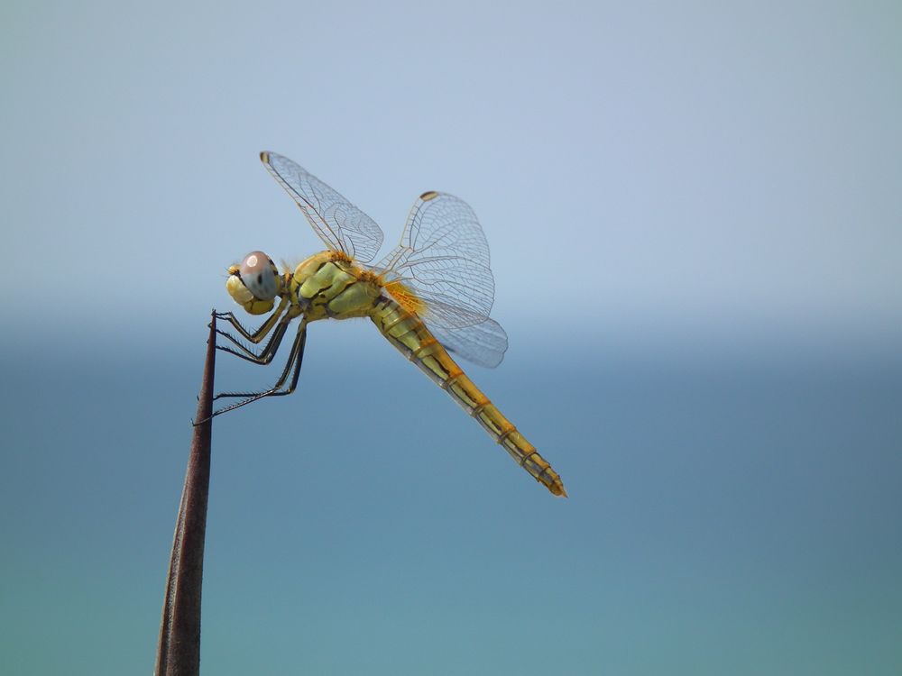 Libelle mit der HS 10