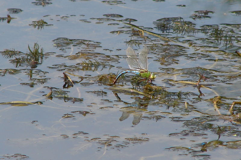 Libelle mit Durst