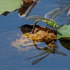 Libelle mit Eigelege !