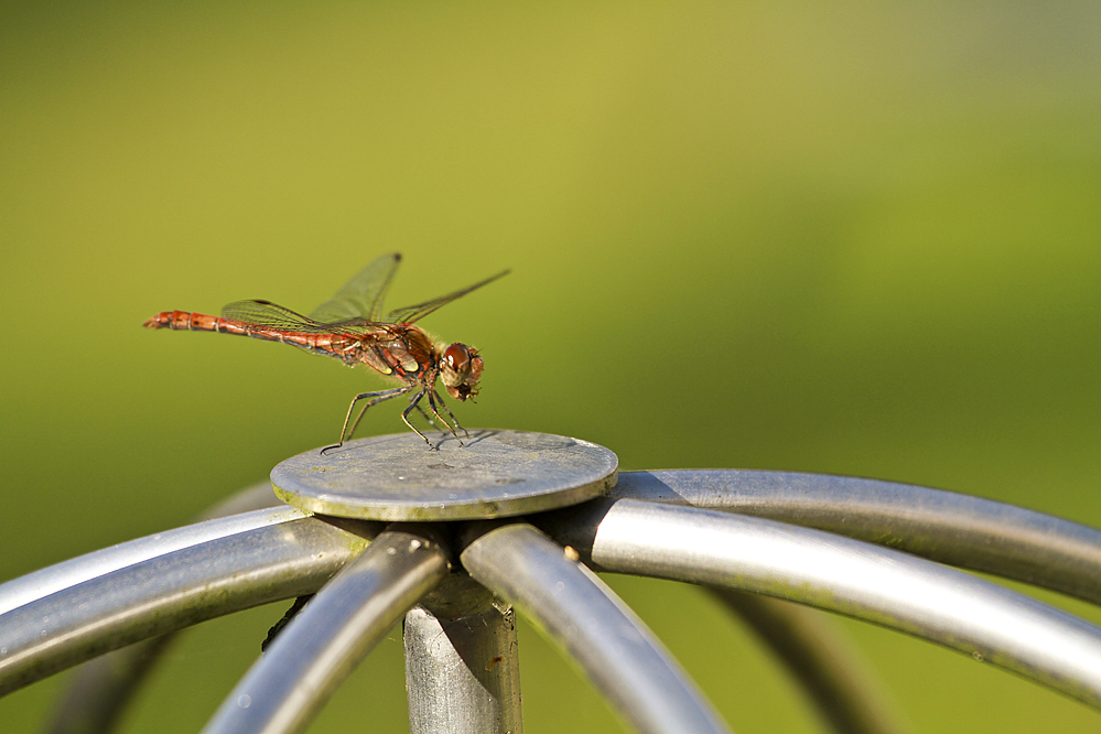 Libelle mit eigenem Landeplatz