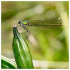 Libelle mit einer Behinderung