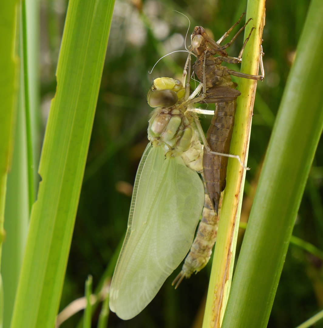 Libelle mit fast fertigen Flügeln