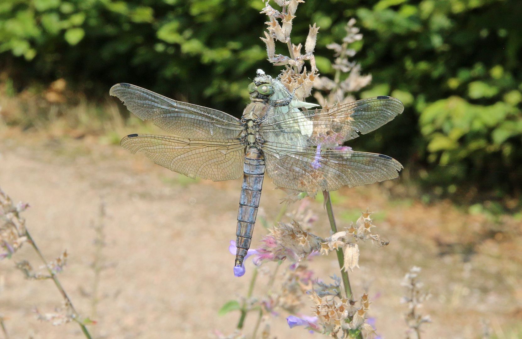 Libelle mit fetter Beute