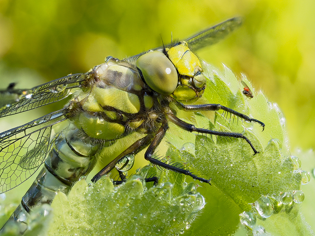 Libelle mit Fliege