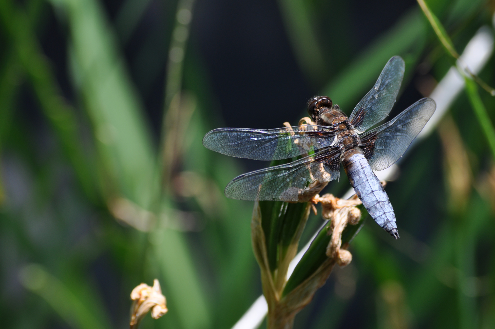 Libelle mit Flügelschaden