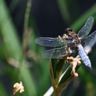 Libelle mit Flügelschaden