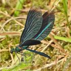 Libelle mit Flügelschlag im Sonnenglanz