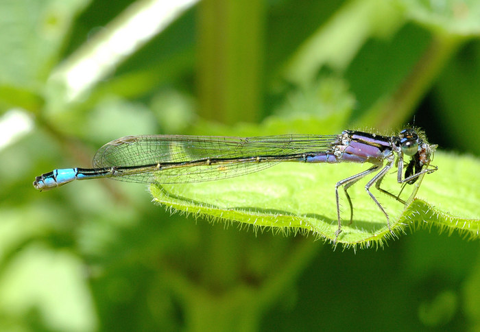 Libelle mit Fressen!