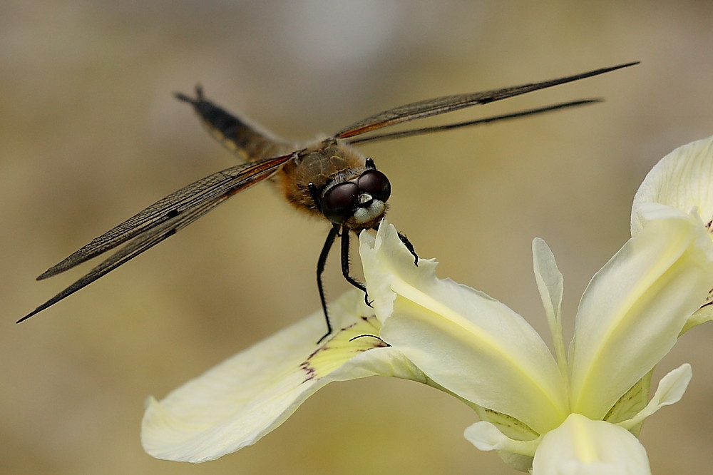 Libelle mit gekonntem Posing!!