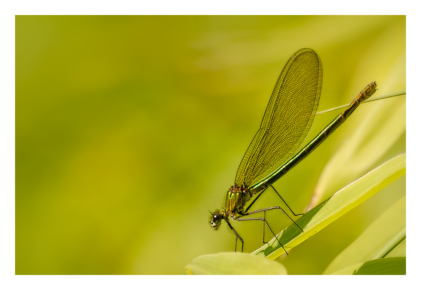 Libelle mit gutem Farbempfinden