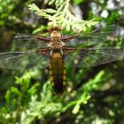 Libelle mit Handicap