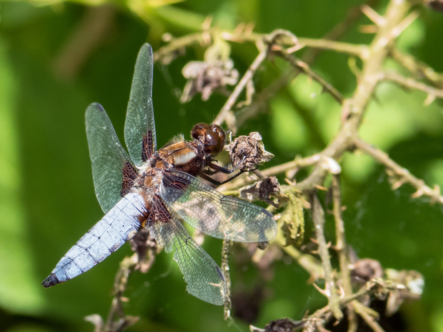 Libelle mit Handicap