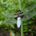 Libelle mit hellblauem Körper