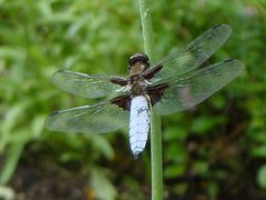 Libelle mit hellblauem Körper