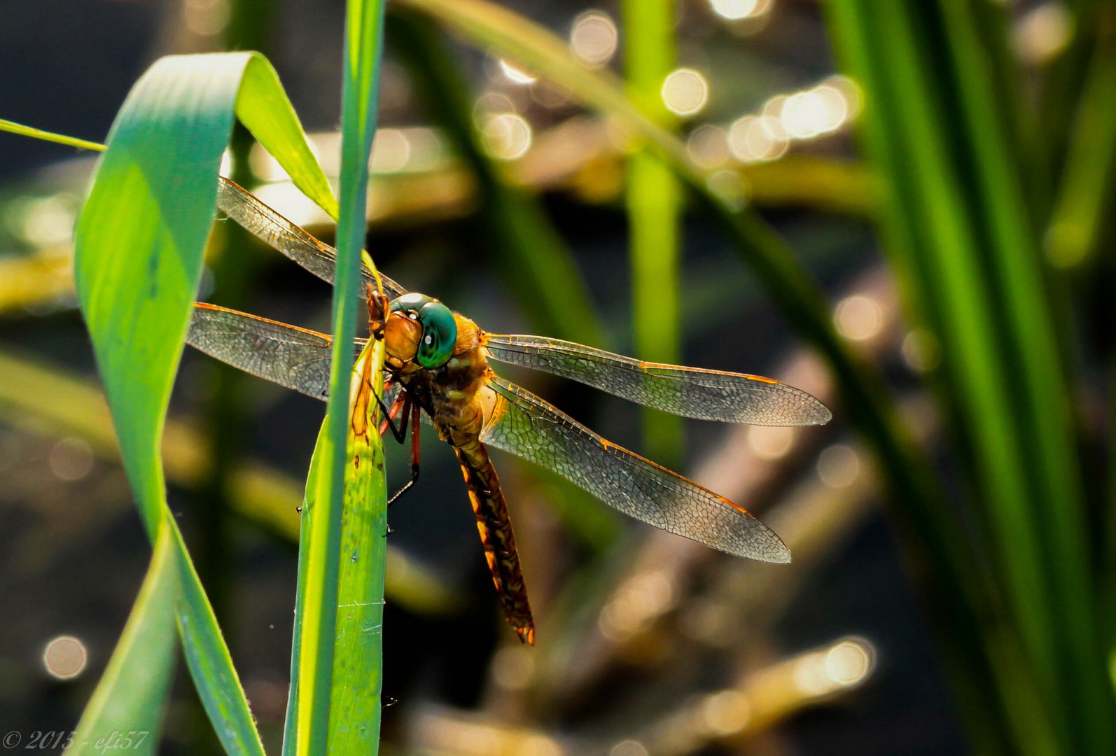 Libelle mit Helm ?