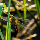 Libelle mit Helm ?