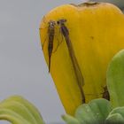Libelle mit Hülle der Larve