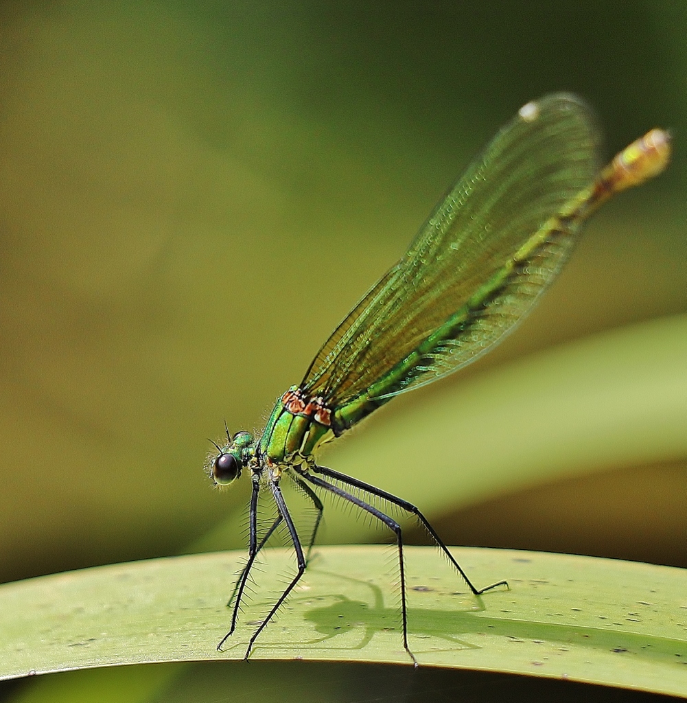 Libelle ( mit ihrem Schatten :-)