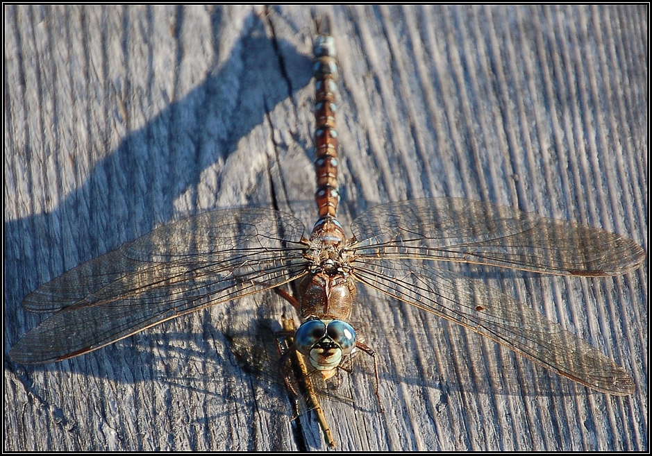 Libelle mit ihrem Strohhalm