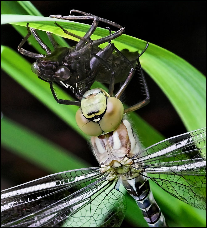 Libelle mit ihrer Exuvie