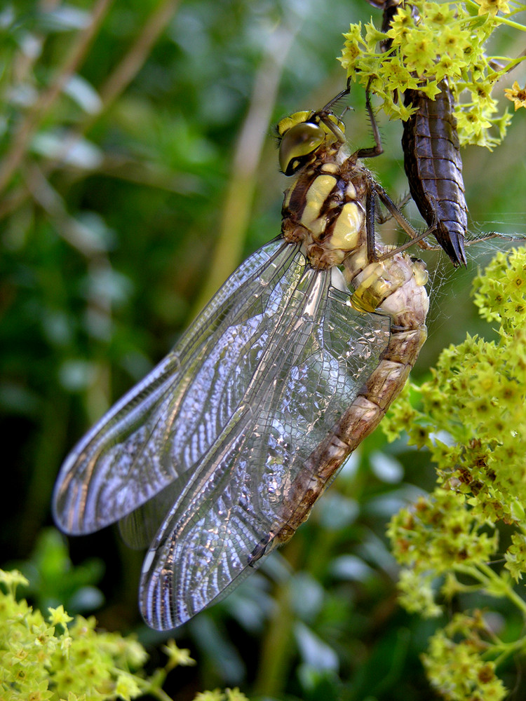 Libelle mit Ihrer Larvenhülle