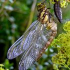 Libelle mit Ihrer Larvenhülle