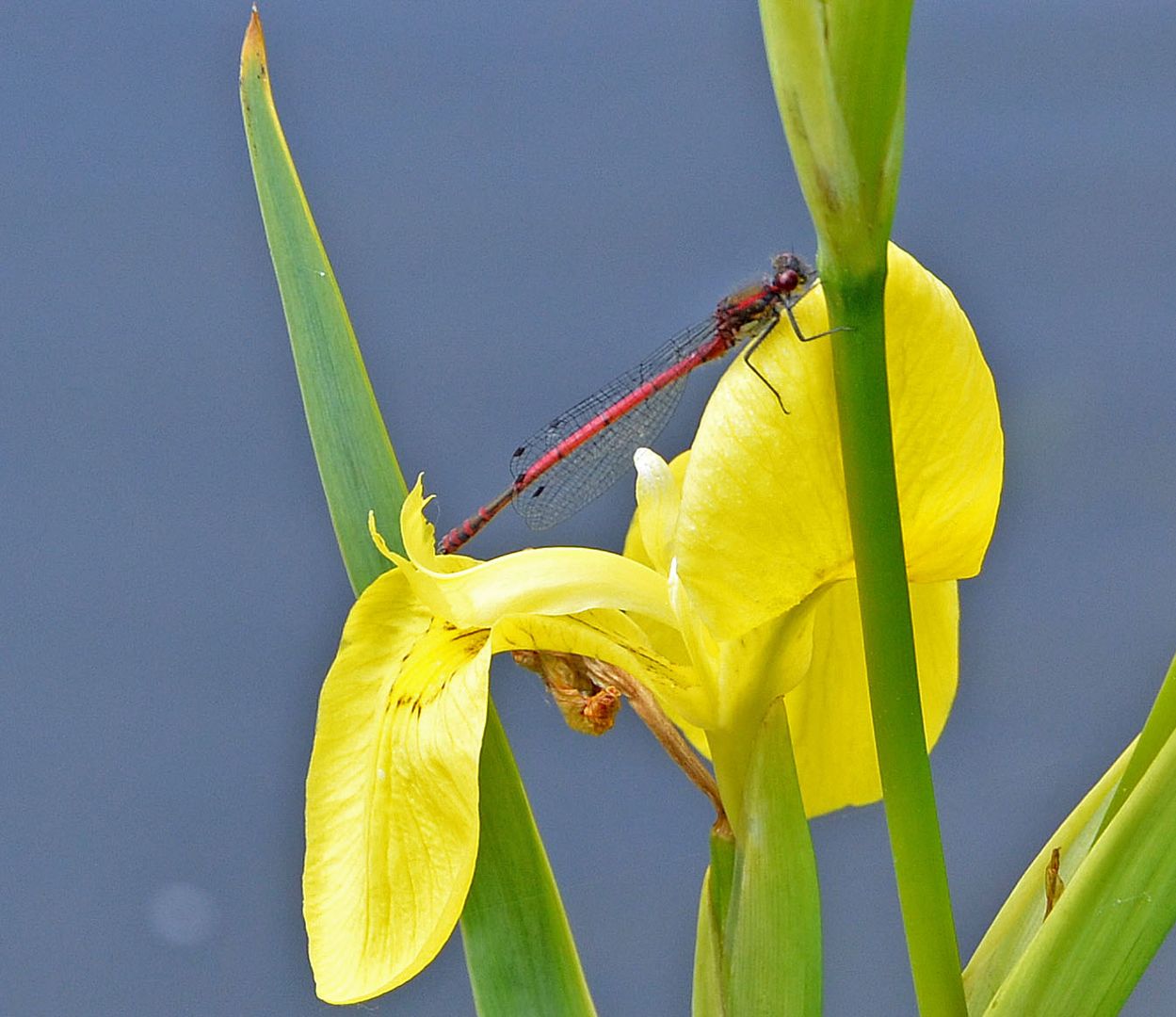 Libelle mit Iris