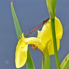 Libelle mit Iris