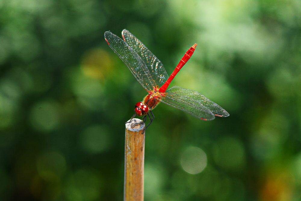 Libelle mit Kopfstand