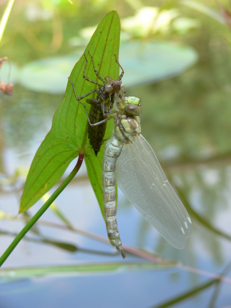 Libelle mit Larve