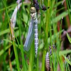 Libelle mit Larvenhaut