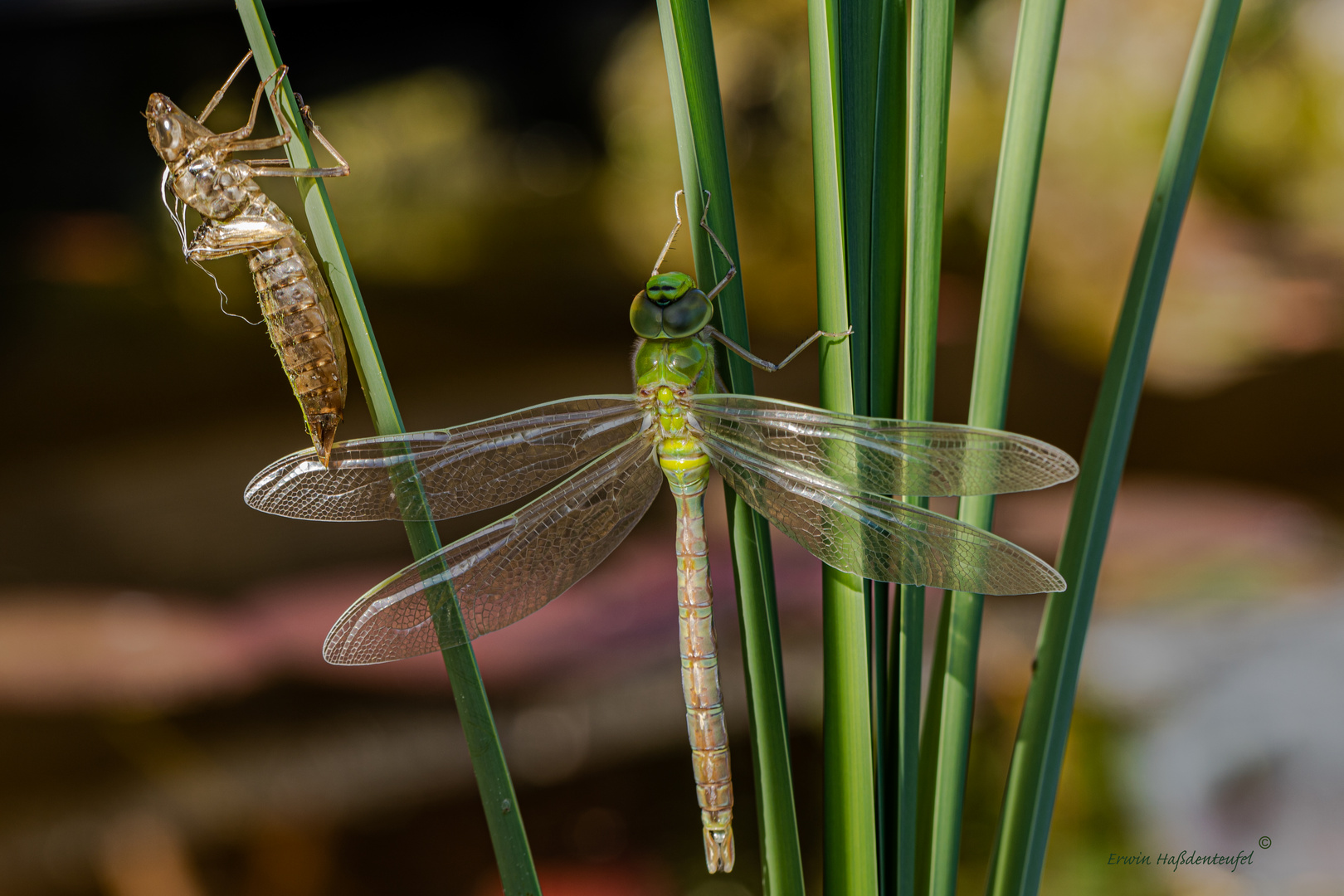 Libelle mit Larvenhülle 