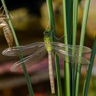 Libelle mit Larvenhülle 