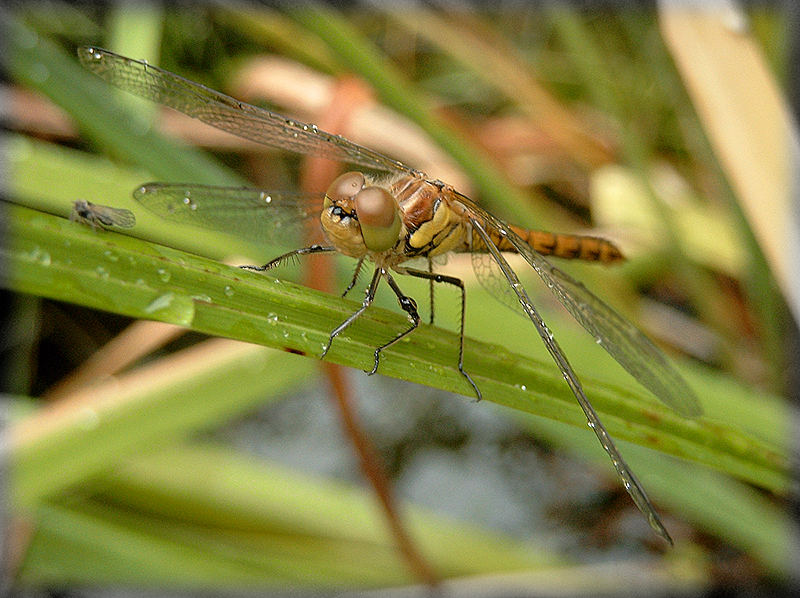 Libelle mit Lotse