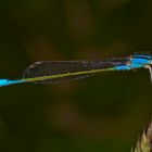 Libelle mit Mahlzeit