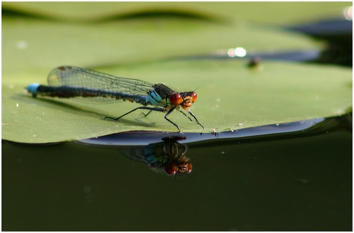 Libelle mit mehr Platz und Rahmen :-)