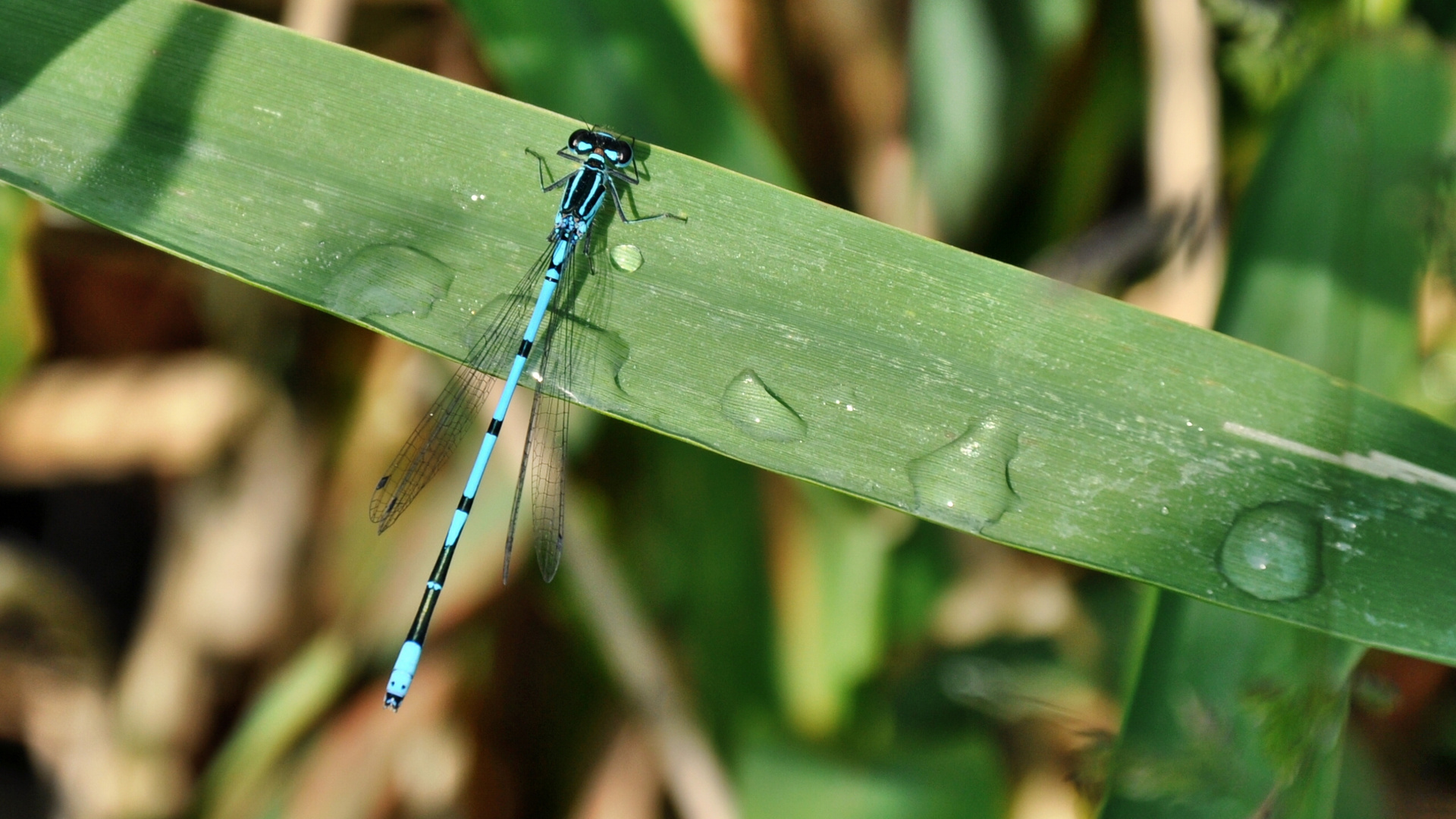 Libelle mit Morgentau