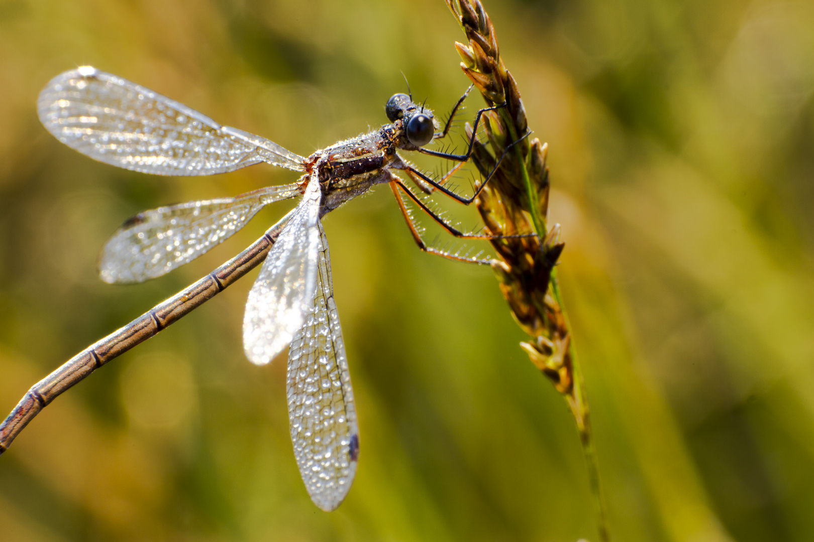 Libelle mit Morgentau