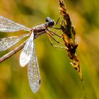 Libelle mit Morgentau