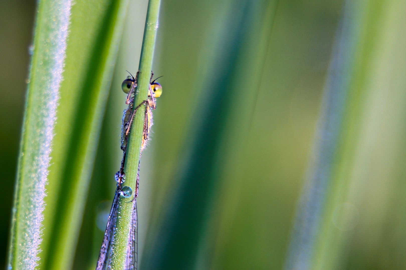 Libelle mit Morgentau