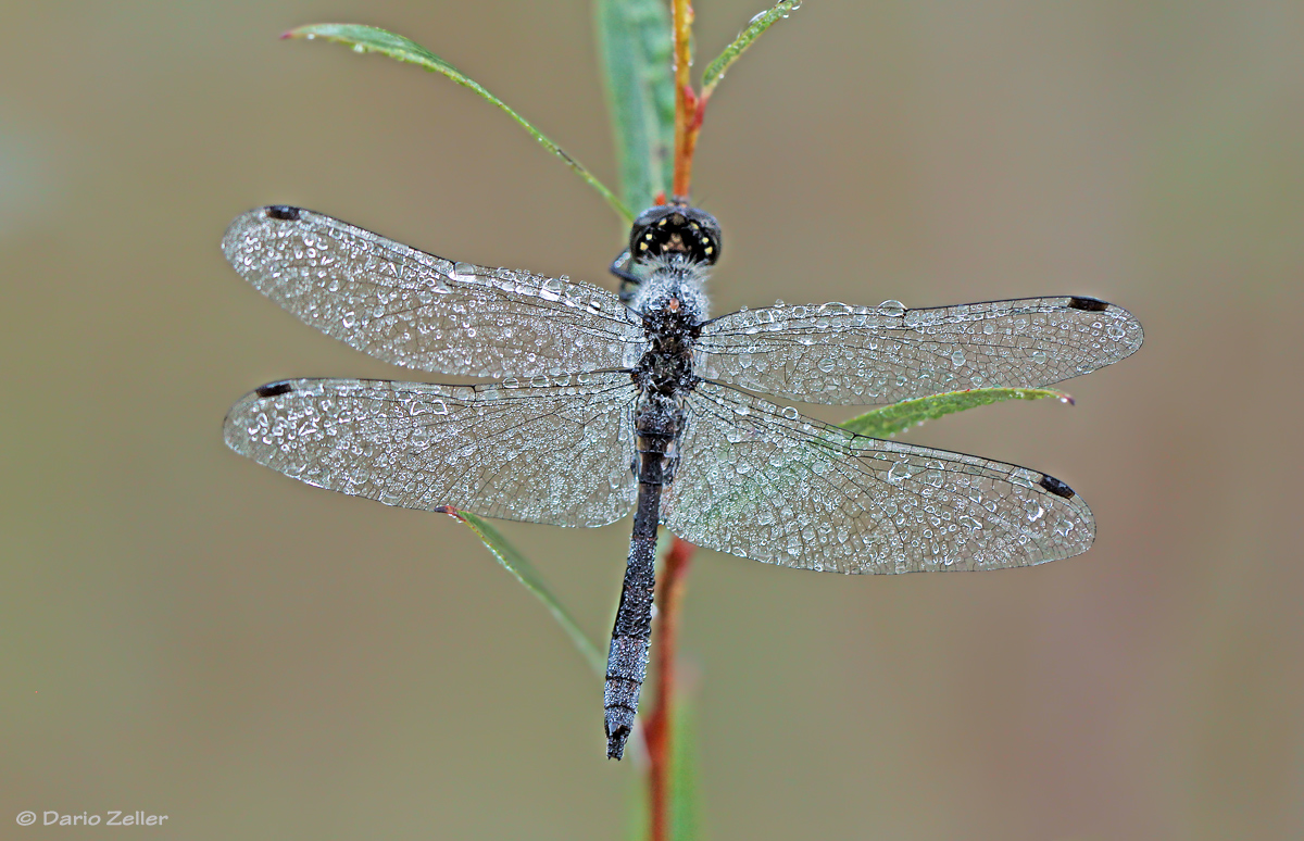 Libelle mit Morgentau