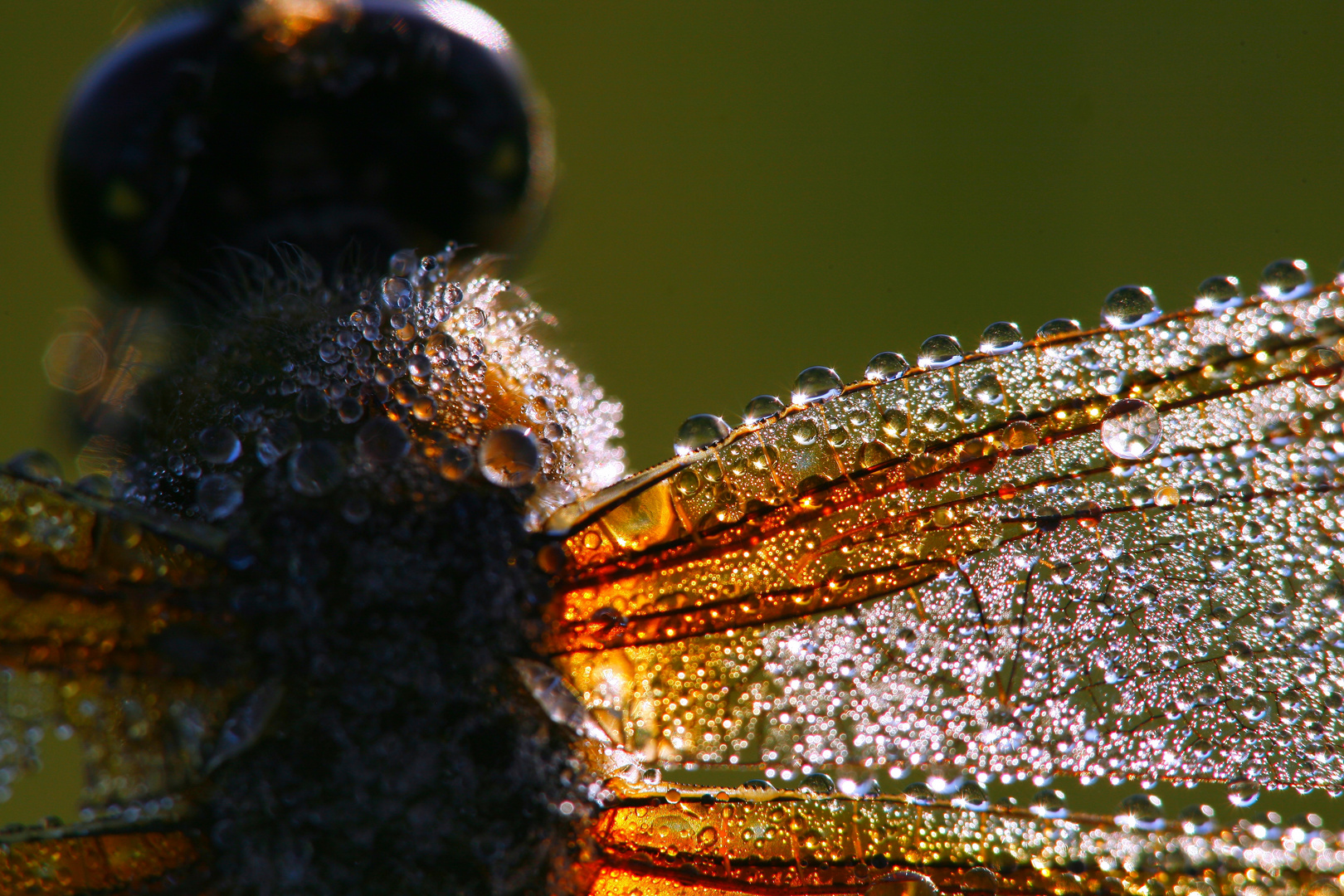 Libelle mit Morgentau