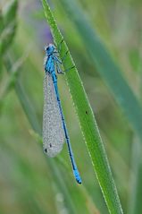 Libelle mit Morgentau