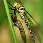 Libelle mit Nachwuchs 2