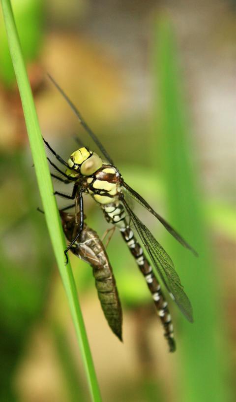 Libelle mit Nachwuchs