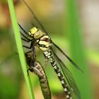 Libelle mit Nachwuchs