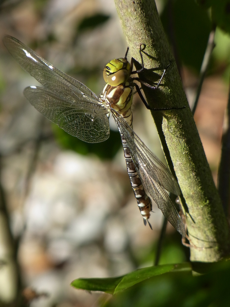 Libelle mit neuer Kamera