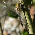 Libelle mit neuer Kamera